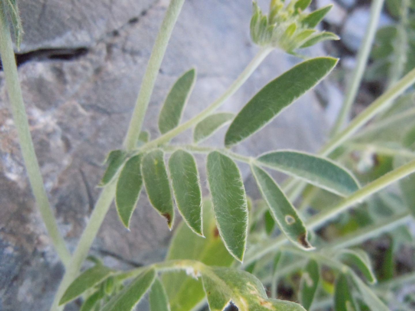 Anthyllis vulneraria / Vulneraria comune